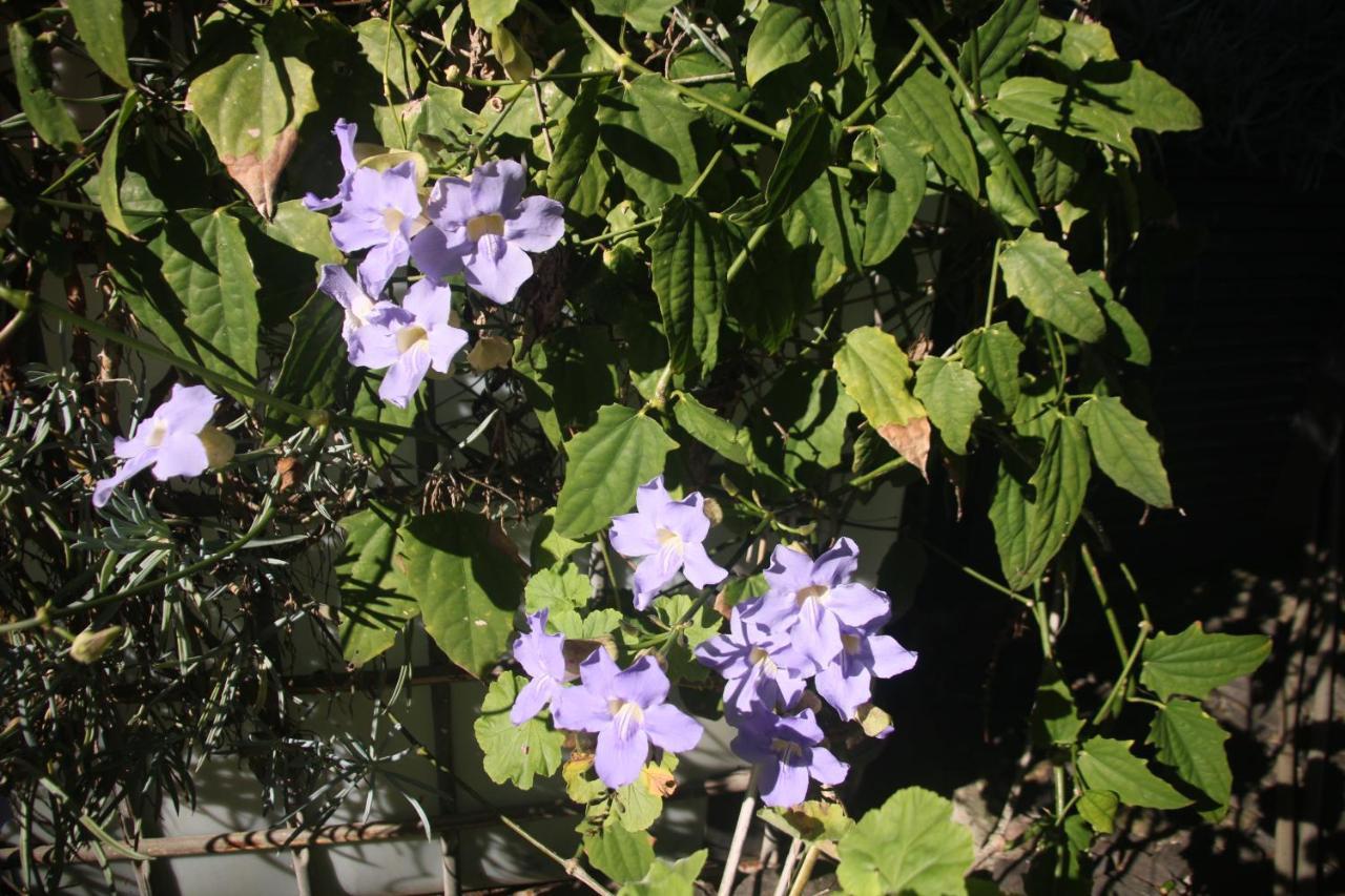 Vila Calaca Funchal  Exteriör bild